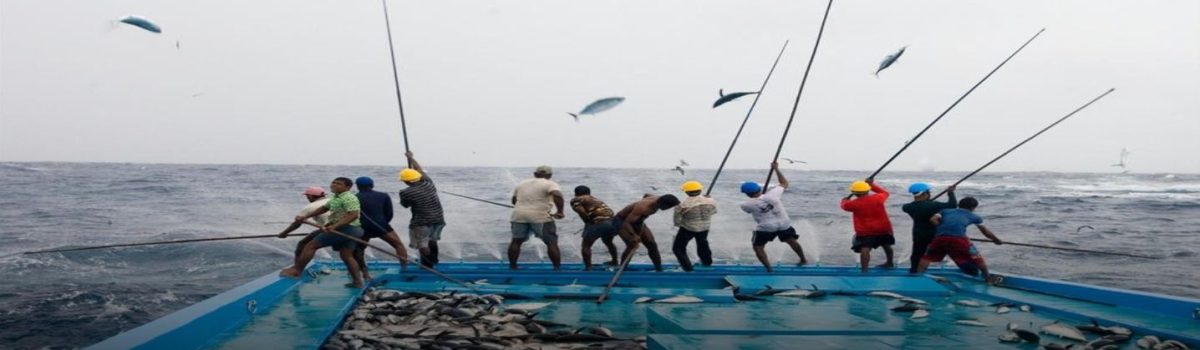 skipjack_fishing